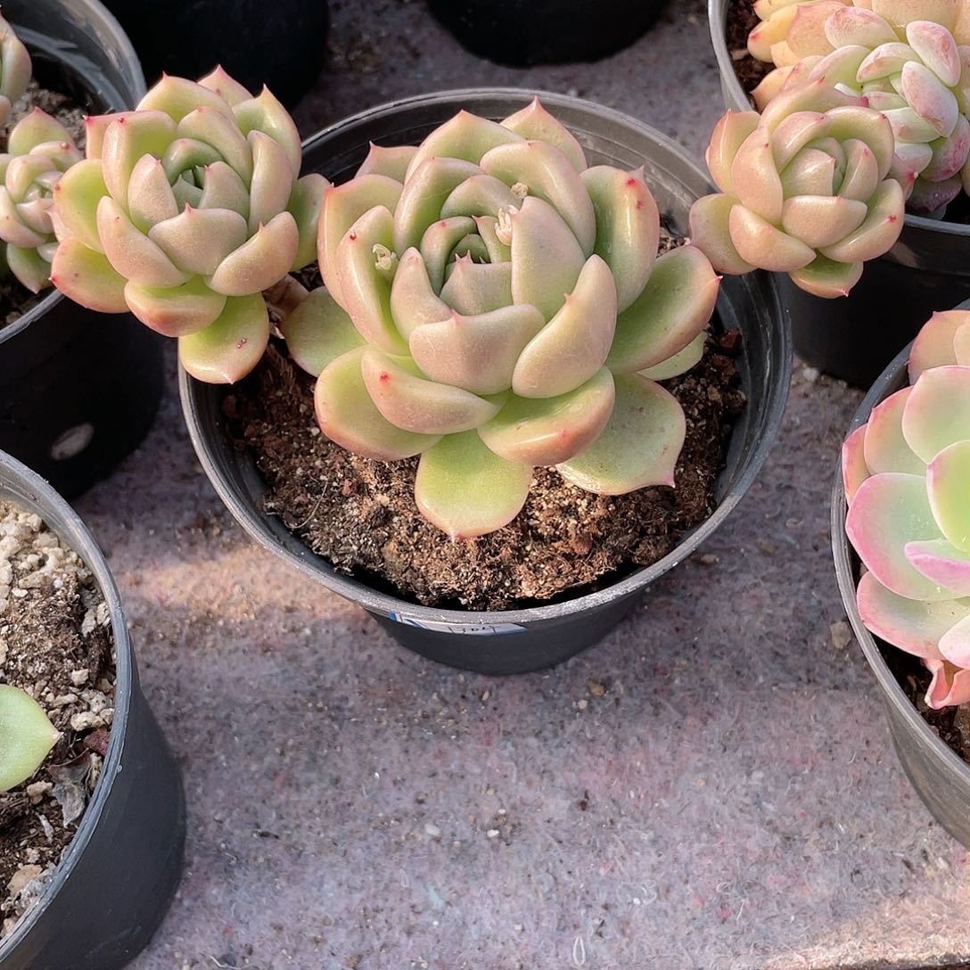 2415  冰城 六月六