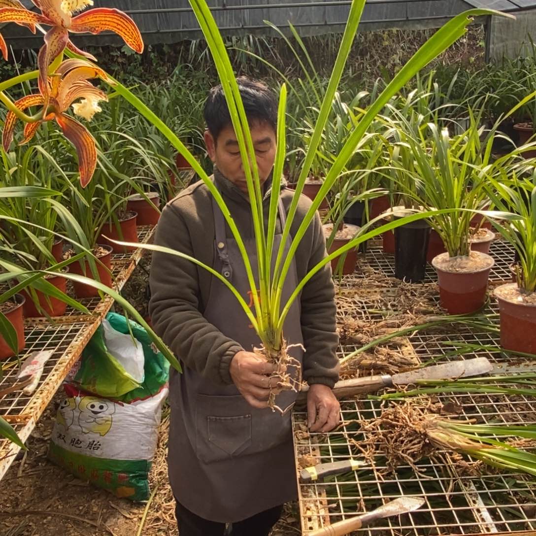 完全开放15红花藏香