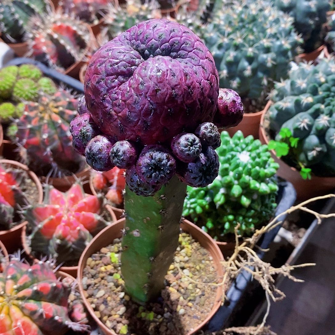 紫里11111111111111个