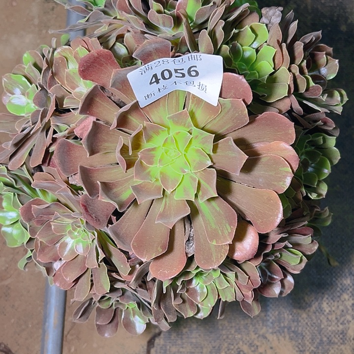 4056欧若拉多肉植物