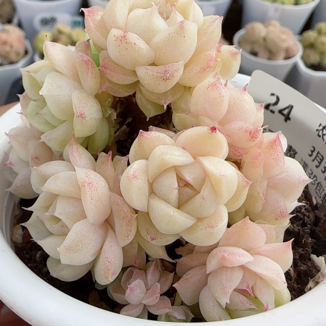 【闪购商品】0303-24麦杆（不包整）