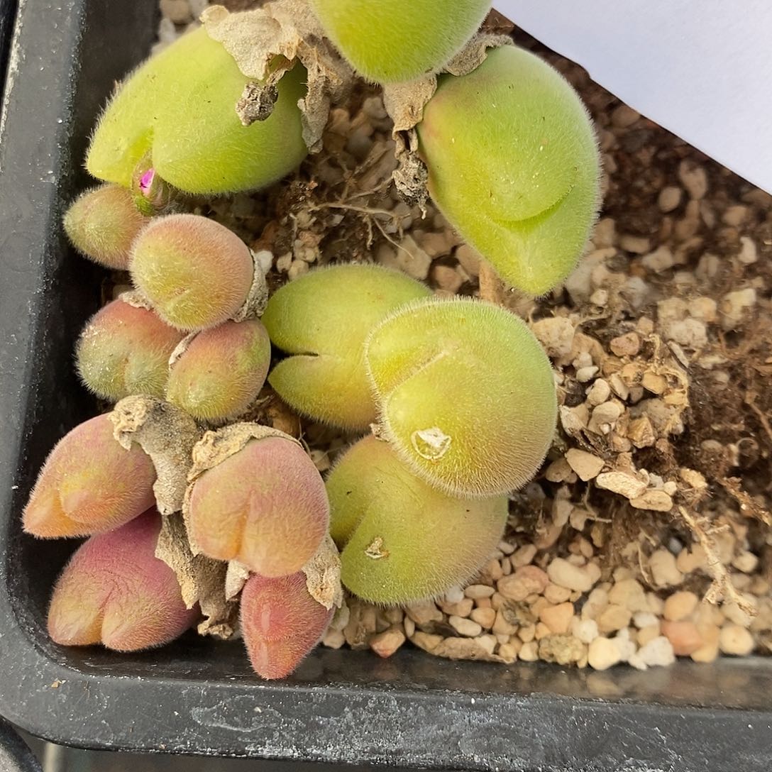 1169长毛毛翠滴一组。     