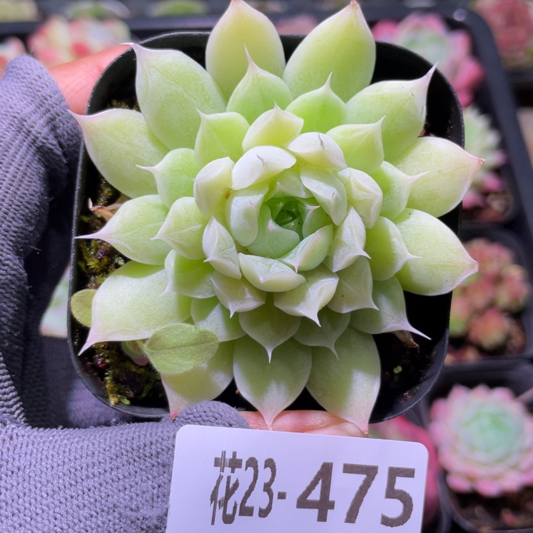 花利美23-475紫霞仙子