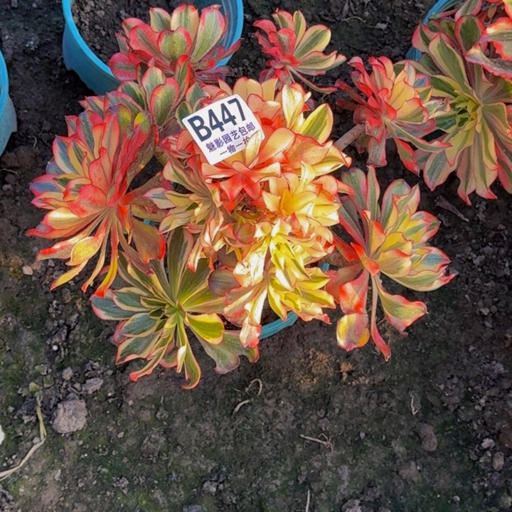 魅影花25-47包邮花花