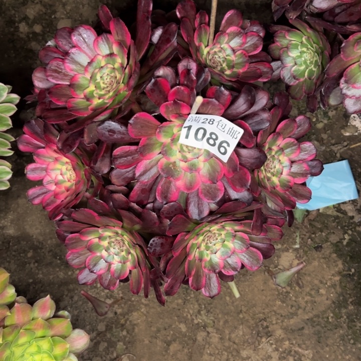 1086黑金刚多肉植物