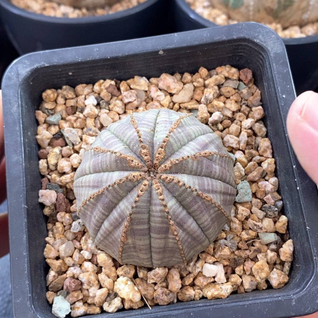 欧系实生布纹球多肉植物