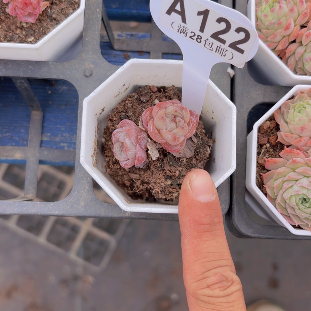 A122星星珍妮一物一拍