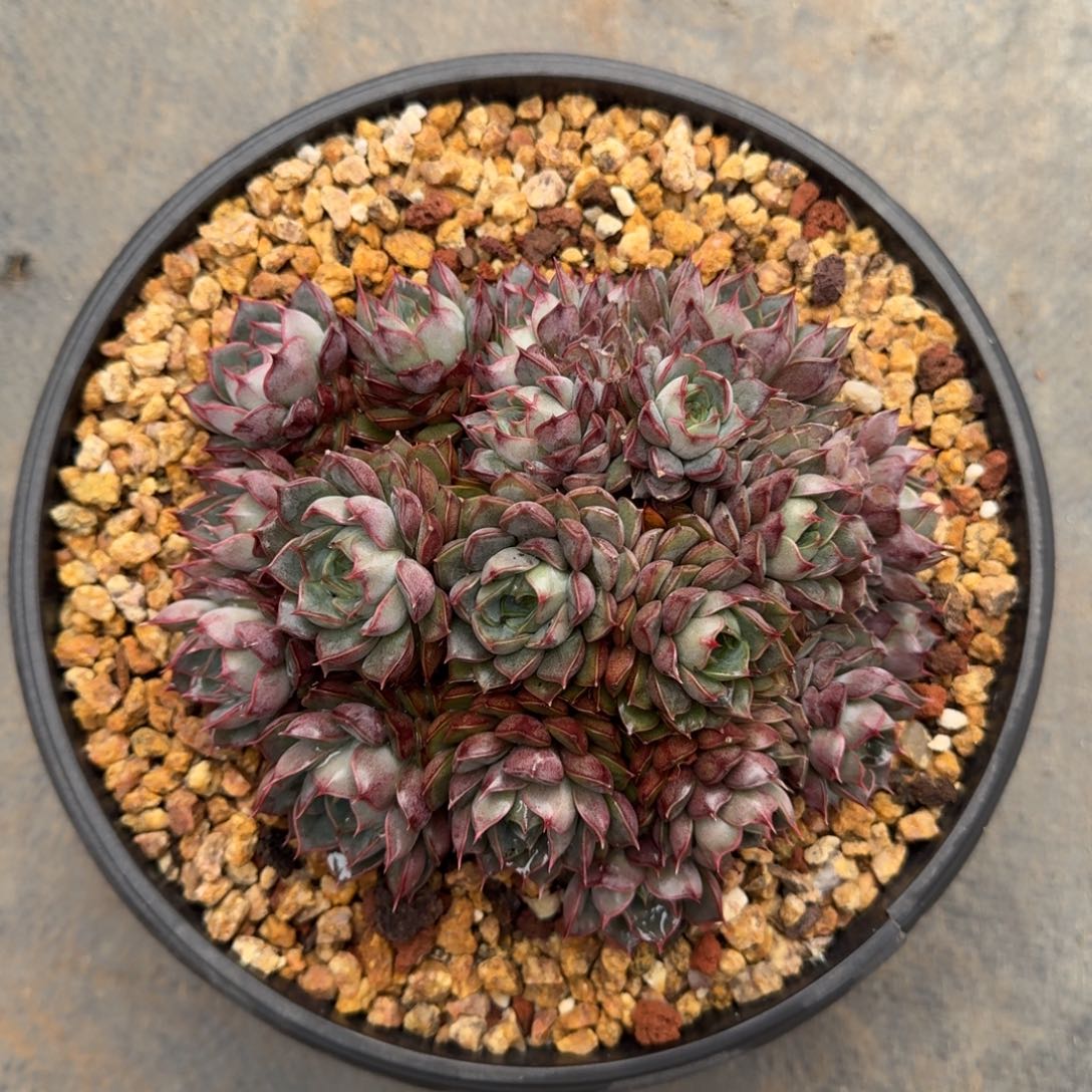 16厘米的尺寸一物一拍的