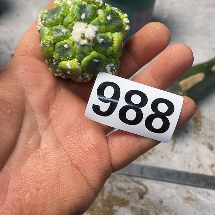 完全开放988悟空兜一个仙人球