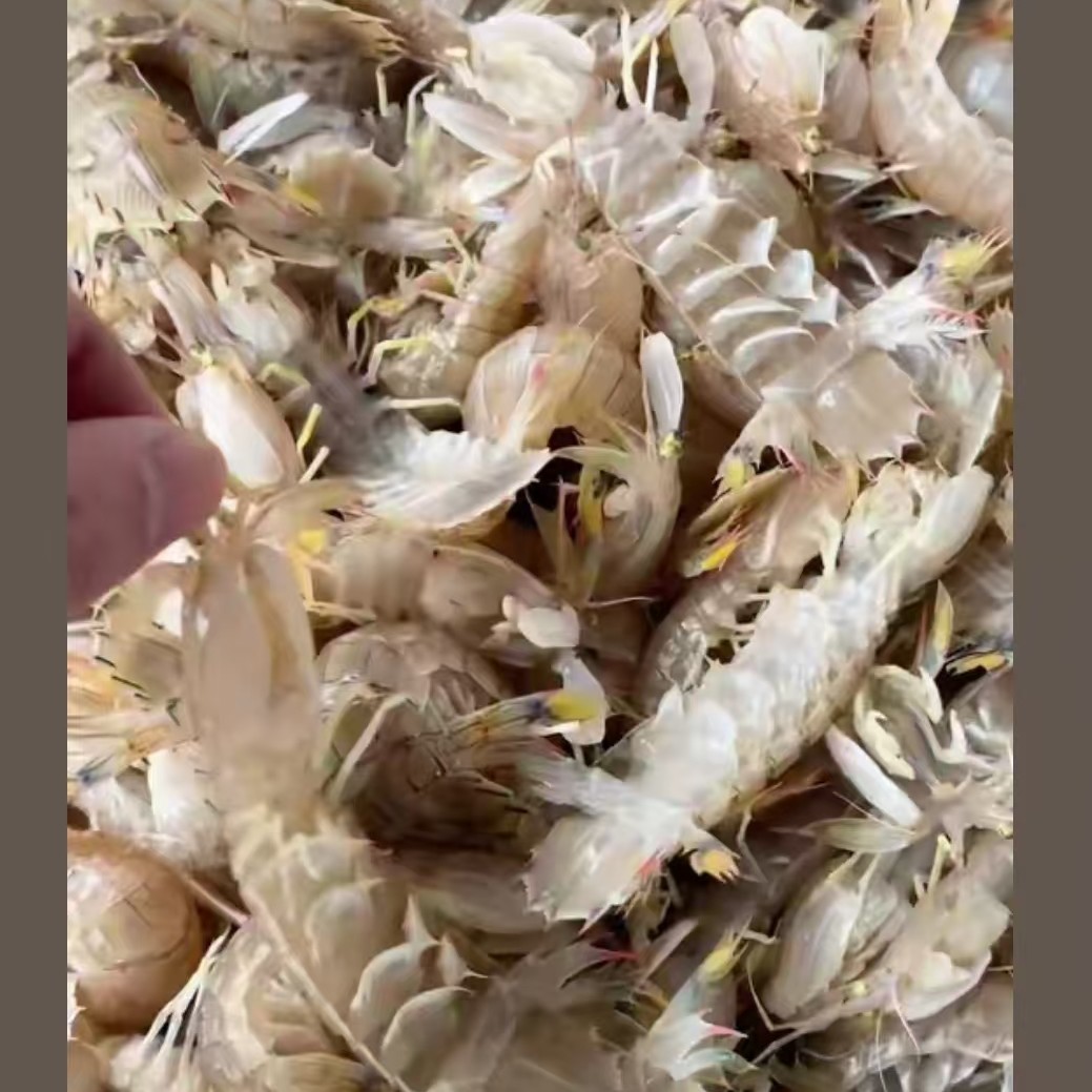 爬虾《保鲜不保活》2斤
