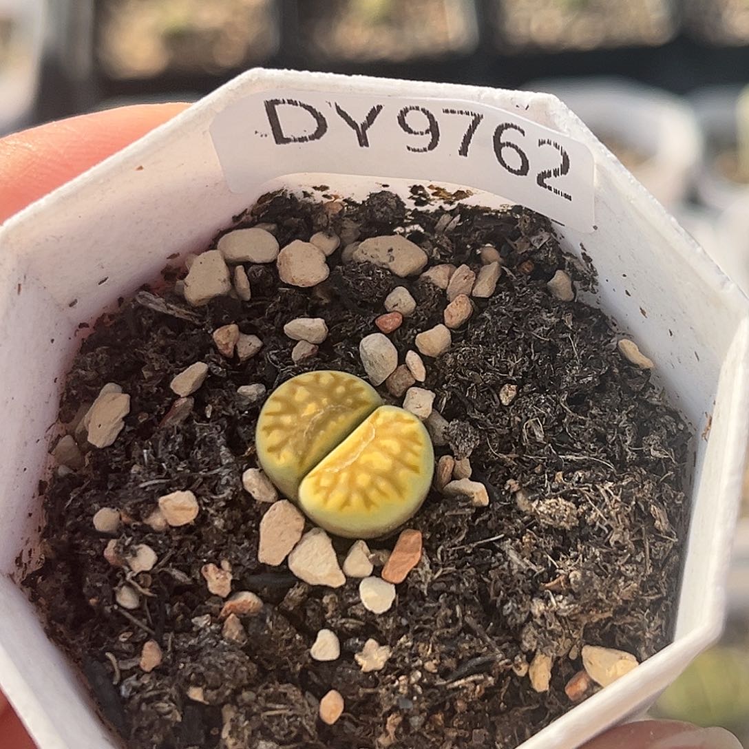 一物一拍绿菊9762