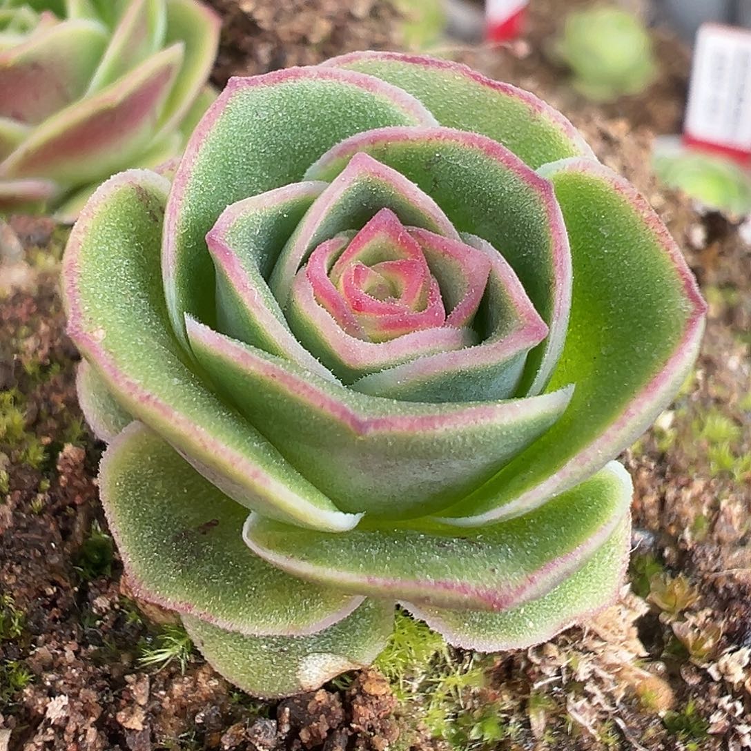 糖糖028 龙沙遗梦 小 福利