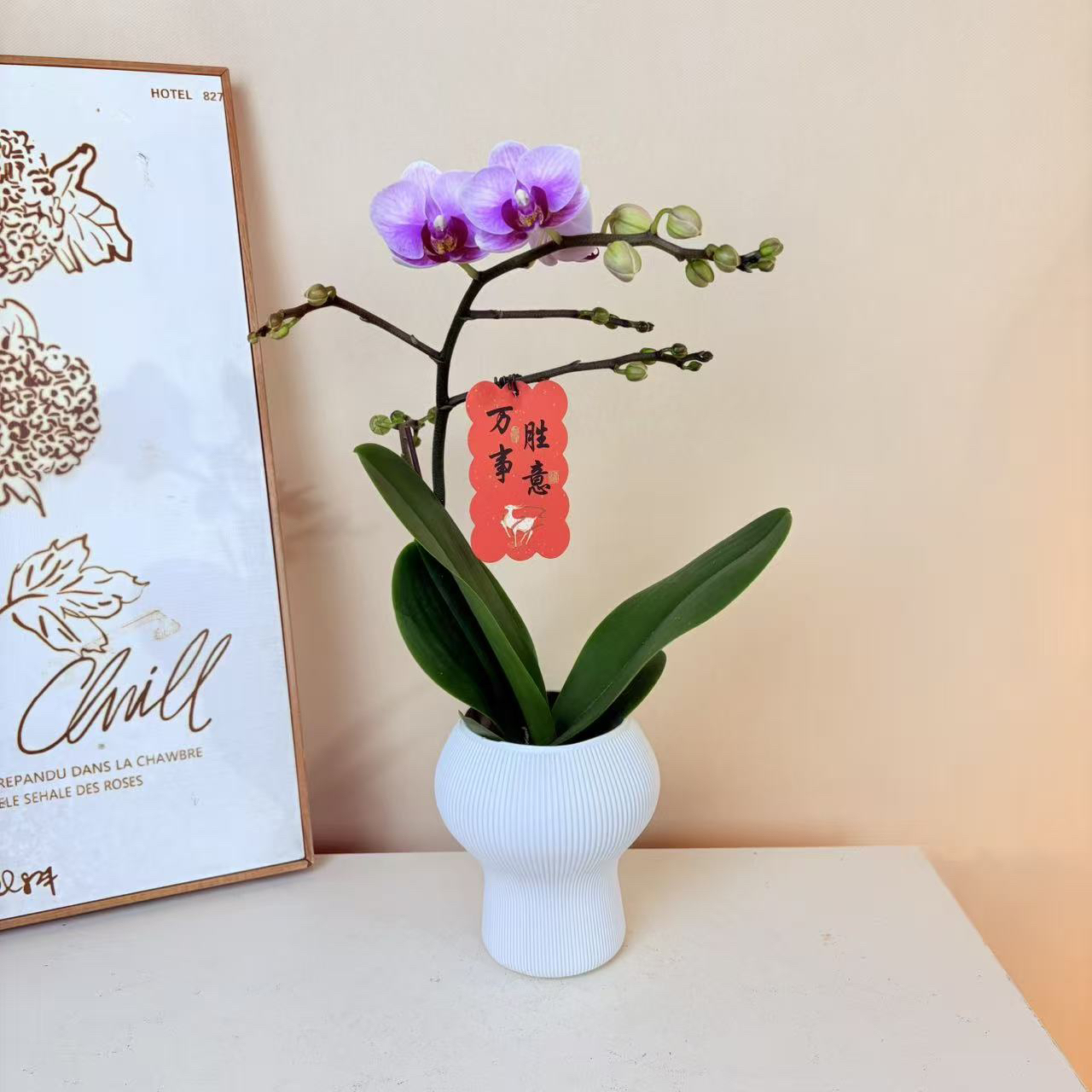 《宝贝》蝴蝶兰  超长待机 新手必入珍珠公主 带花发货 