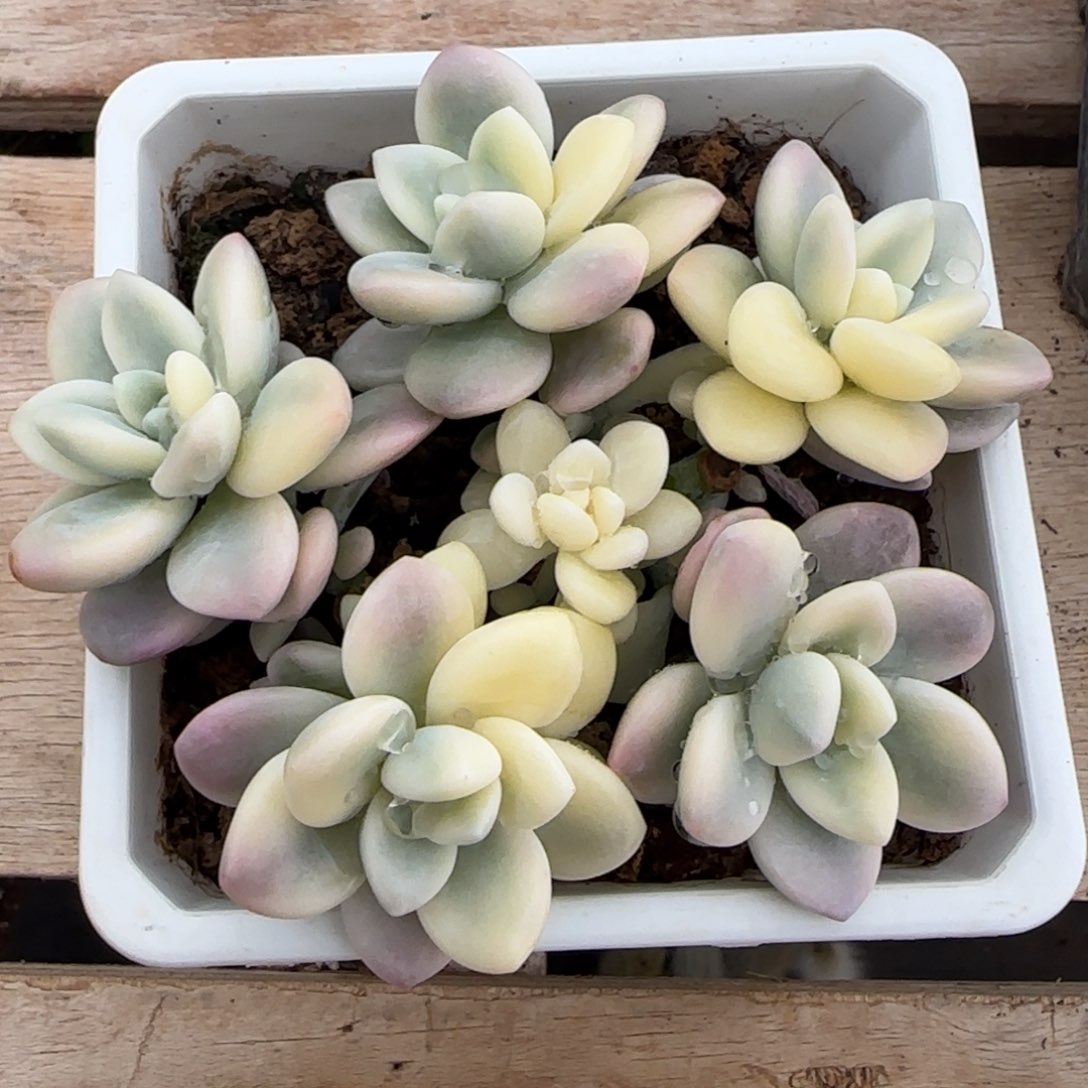 洛神锦群多肉植物