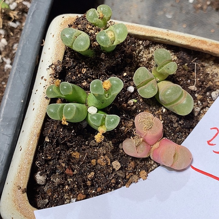 25339。  风铃群生一组。   