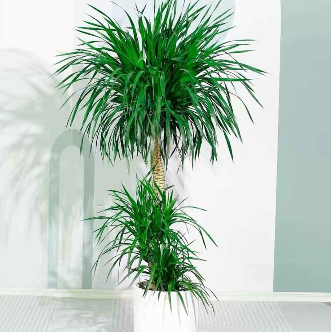 多层造型龙血树室内大型绿植净化空气旺宅四季常绿