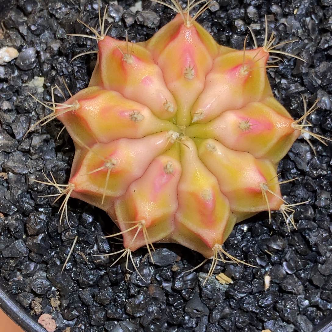 白粉 米哈仙人球