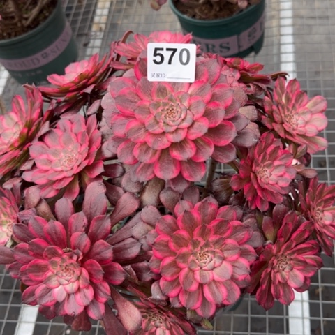 570血姬35厘米左右有断枝