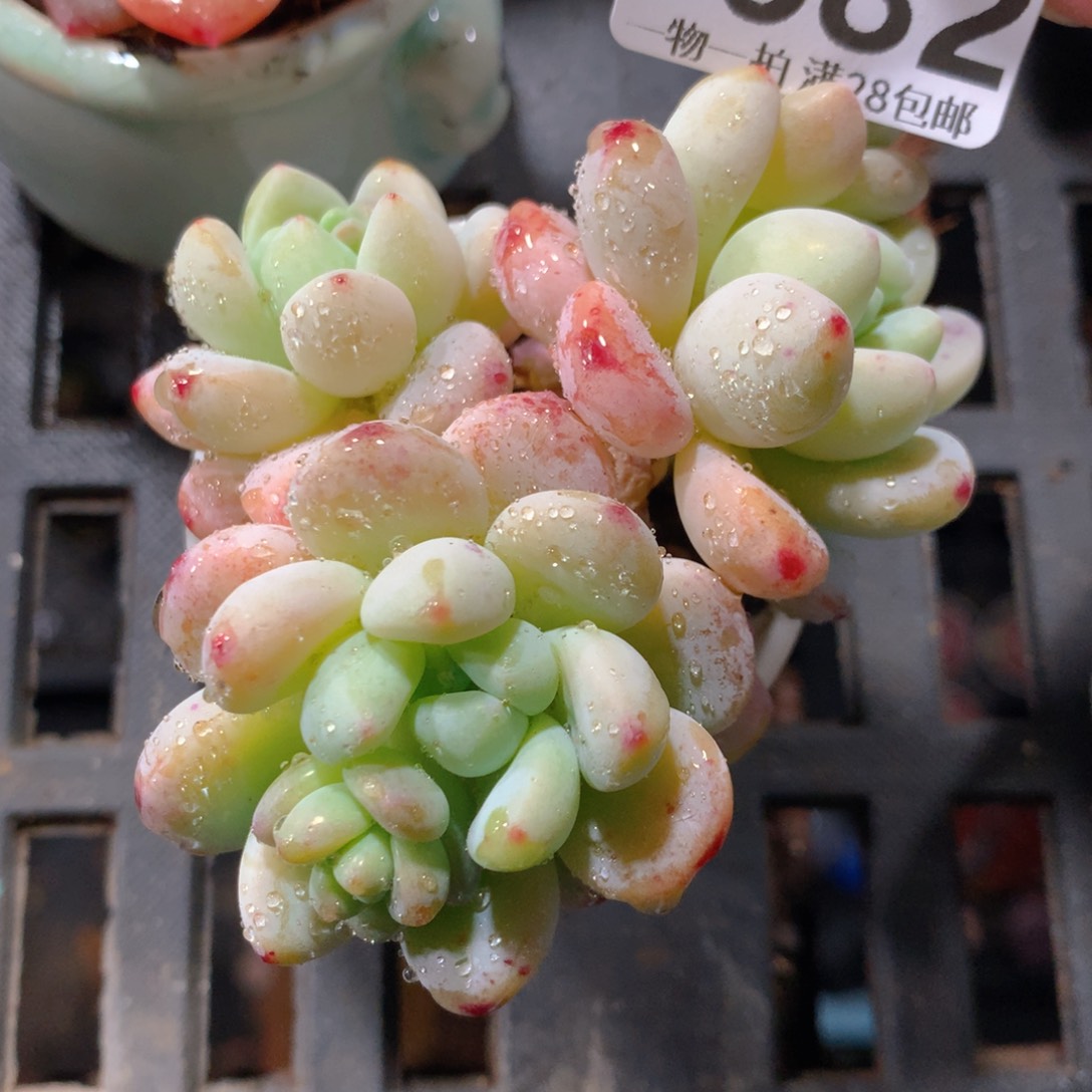 5CM拇指盆精控多肉ZF682