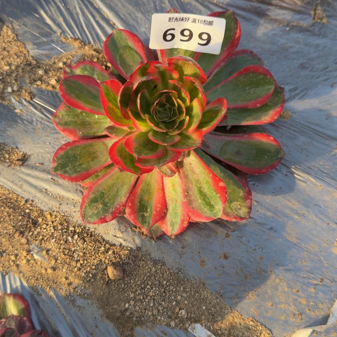 699拉菲皇后。多肉植物