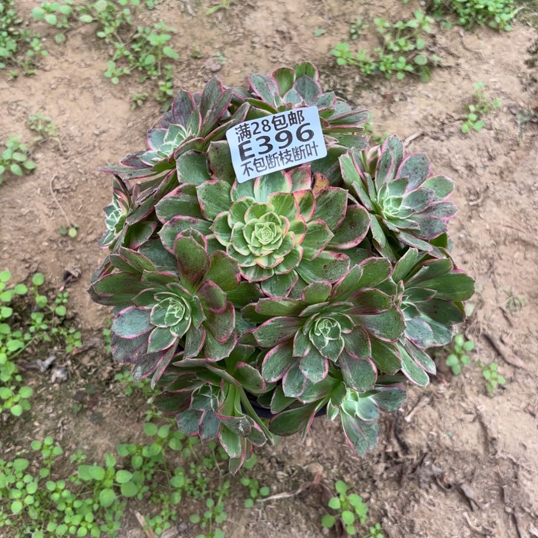 X. 396万花筒多肉，baaed