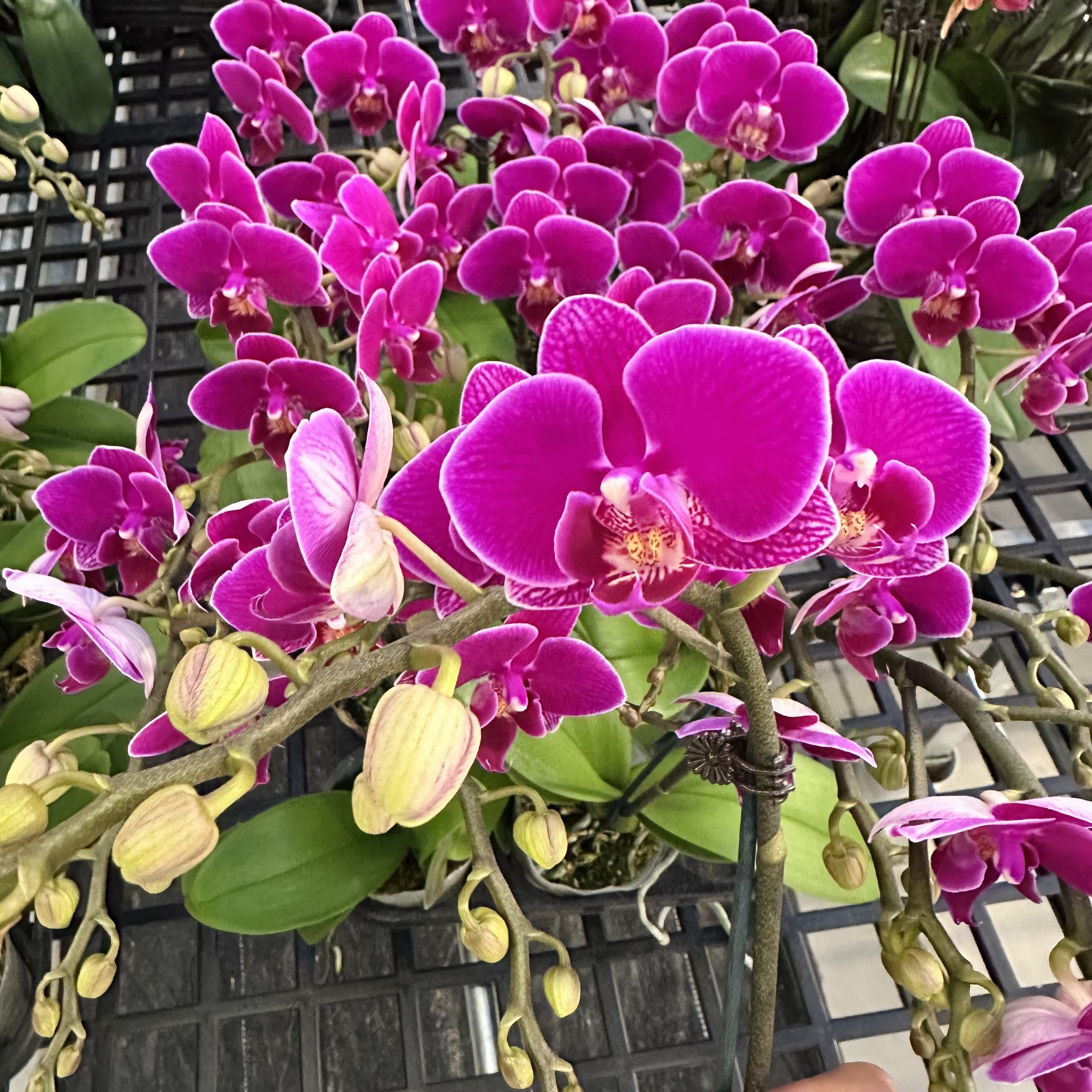 蝴蝶兰【红酒】花色娇艳耐养适合室内观赏 送人送礼/双