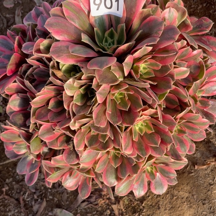 曼***红完全开放901多肉植物女妖