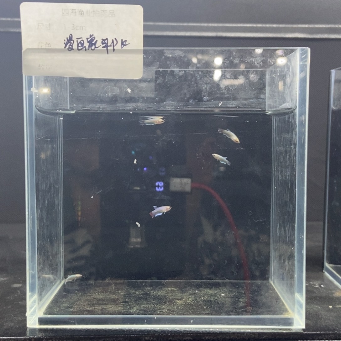 斗鱼包活不包损所见即所得194