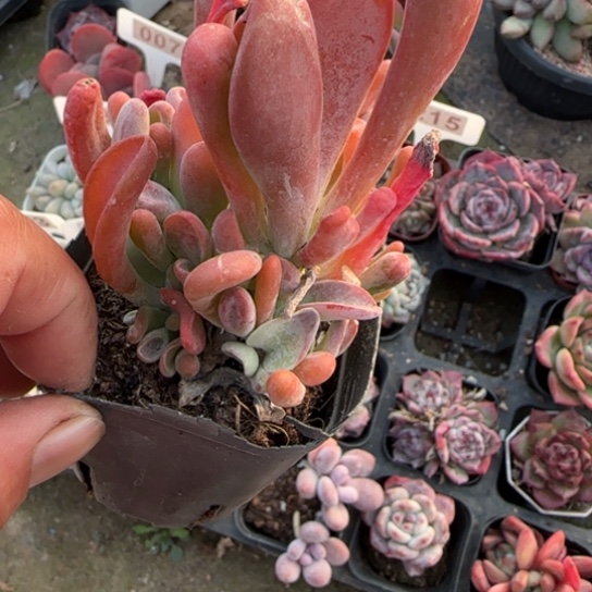 95火狐狸多肉植物多