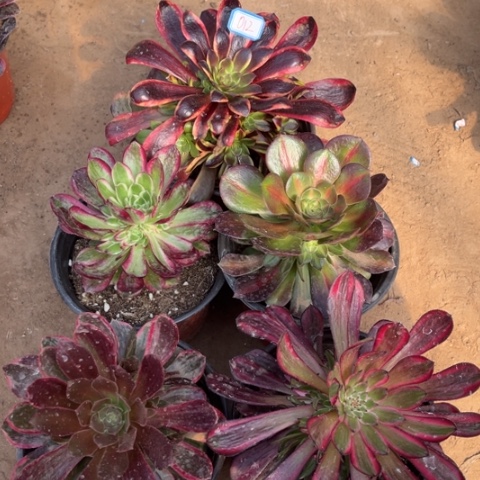 012多肉植物组合