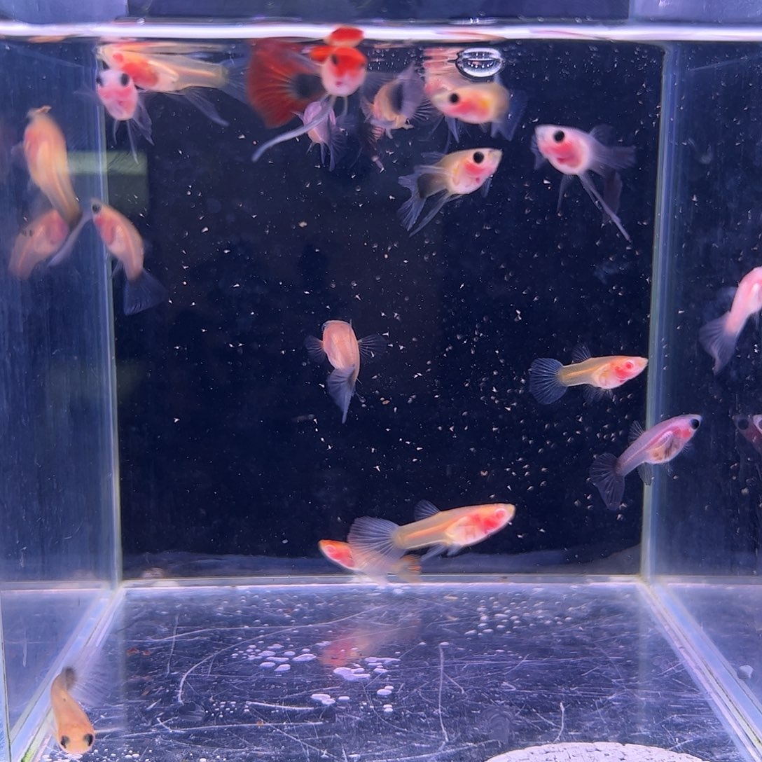 孔雀鱼玻璃猫20条所见即所得