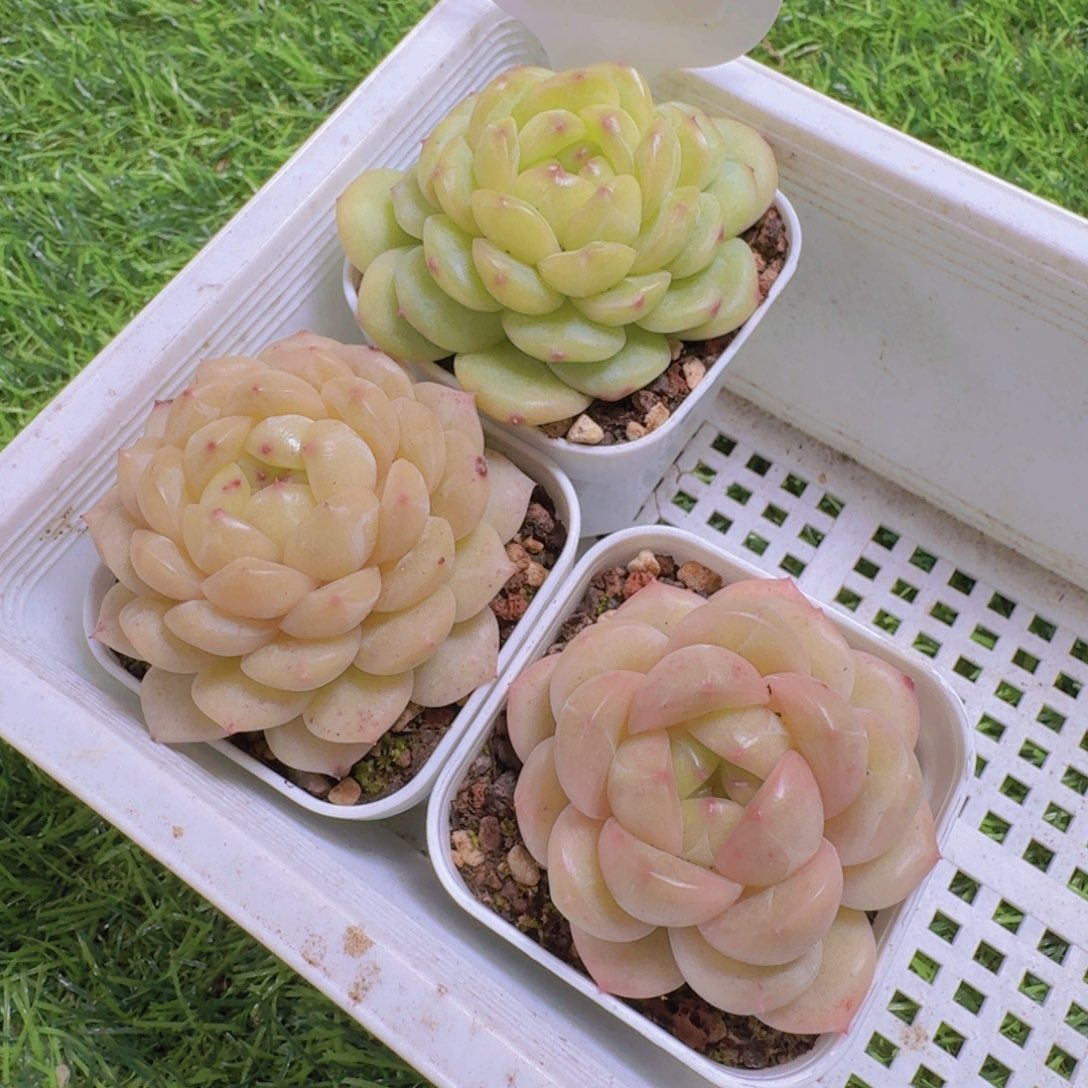 雾***浅多肉植物杂交三颗0587