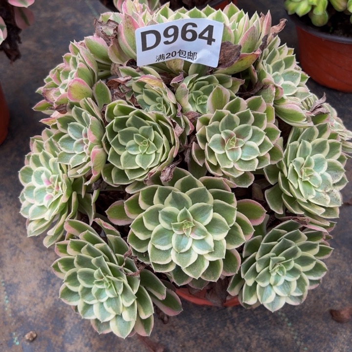 瑞妈多肉园艺964孔雀翎
