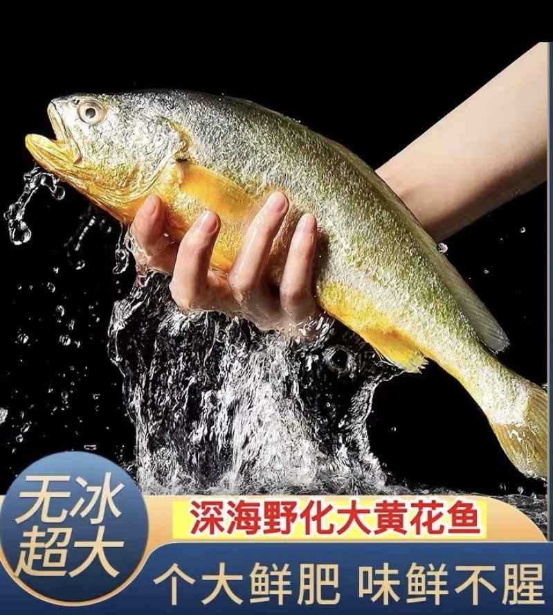 【言明专属】野化大黄鱼（单条700g-750g）3条速冻后发货
