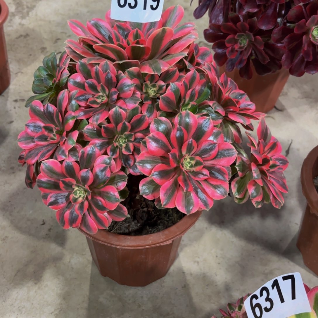 无花朵6319女妖111111