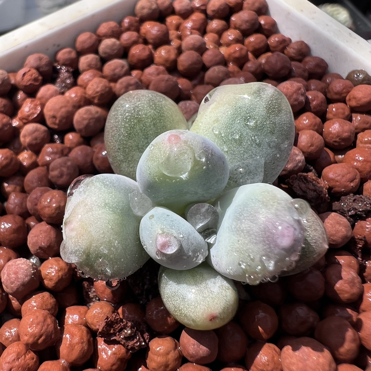 奶酪锦，花脸拉丝锦多肉植物