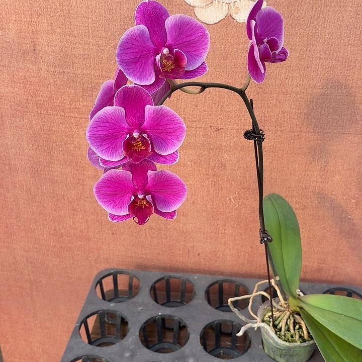 绿***饰完全开放041蝴蝶兰实生