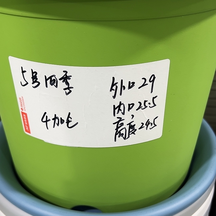 特价5号口29高24.5白色5只无托