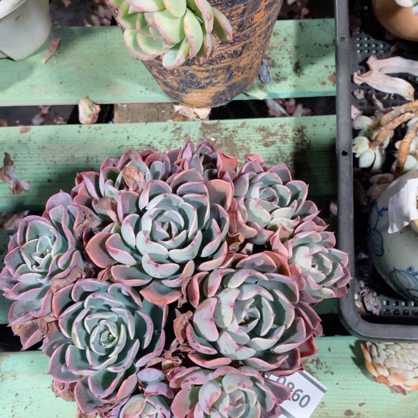 【闪购商品】雨滴0860