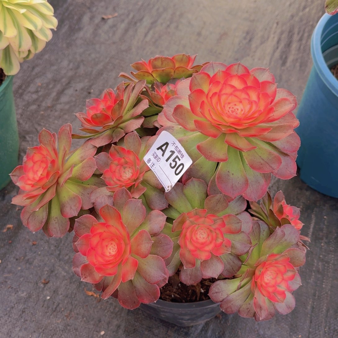 精品多肉植物150