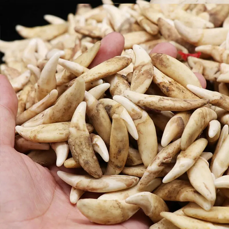 【拍1发2】现拆黑狗牙创意饰品适合宝宝男女佩戴配新