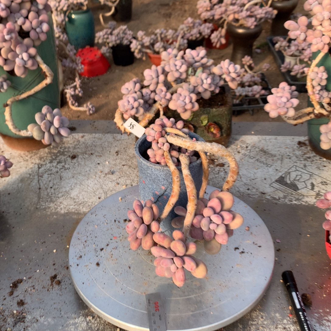 桃蛋老庄不带盆65号