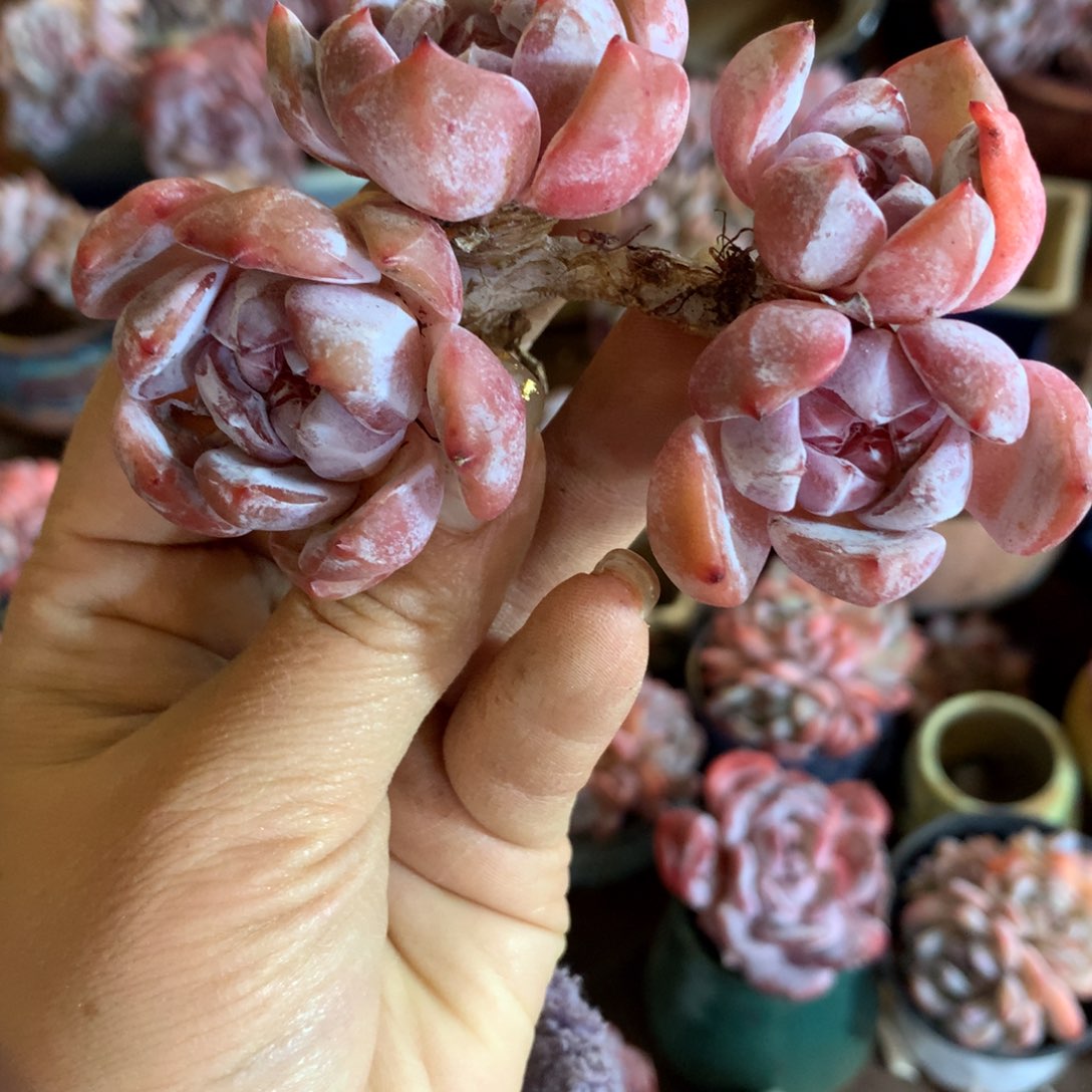 想好再拍，退了拉黑，理性购物