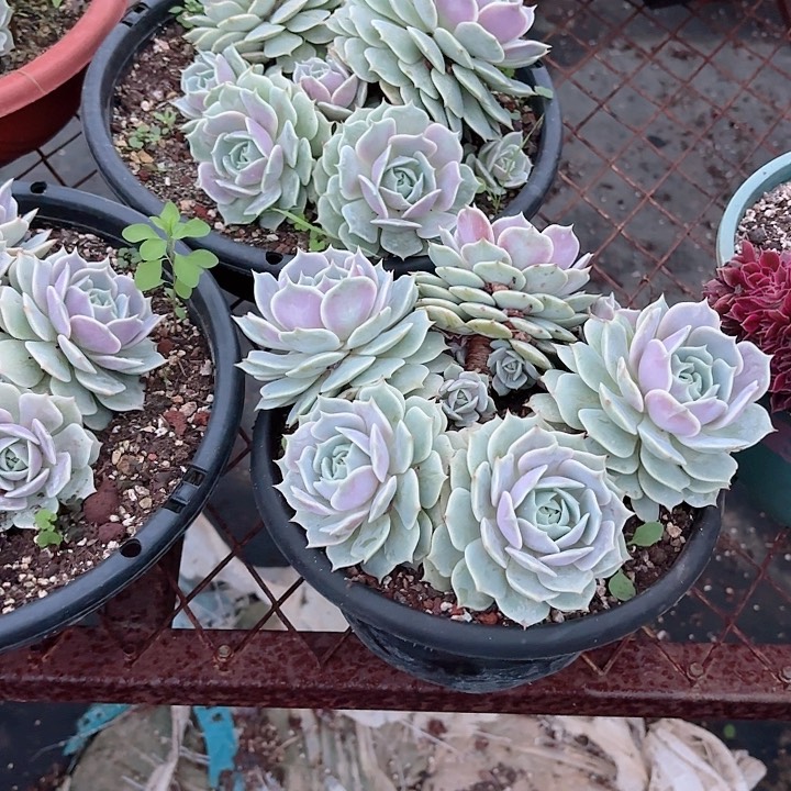 露娜莲老庄无砍炖肉盆栽