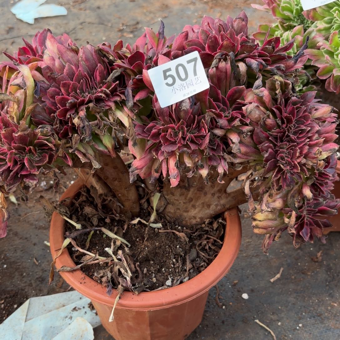 安***～507号女郎缀化多肉植物