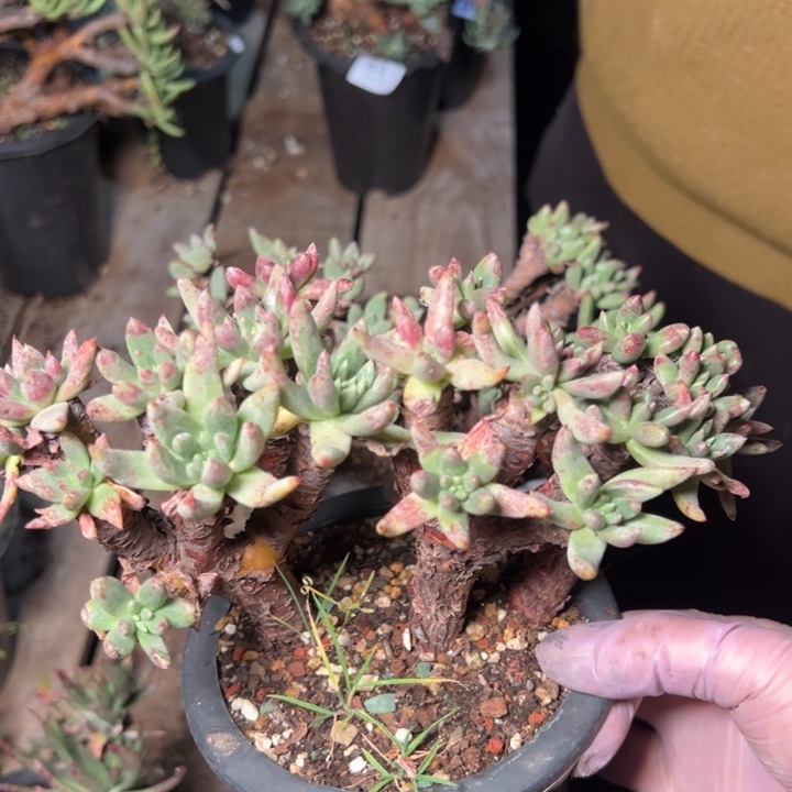 443哈哈哈哈哈哈哈