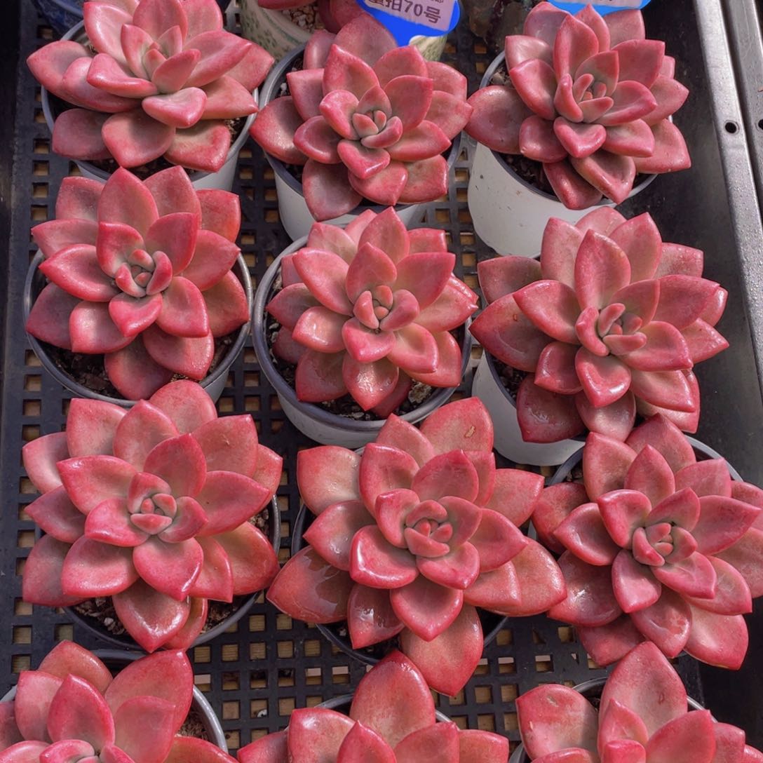 量拍70号 赫菲斯托大单头一个