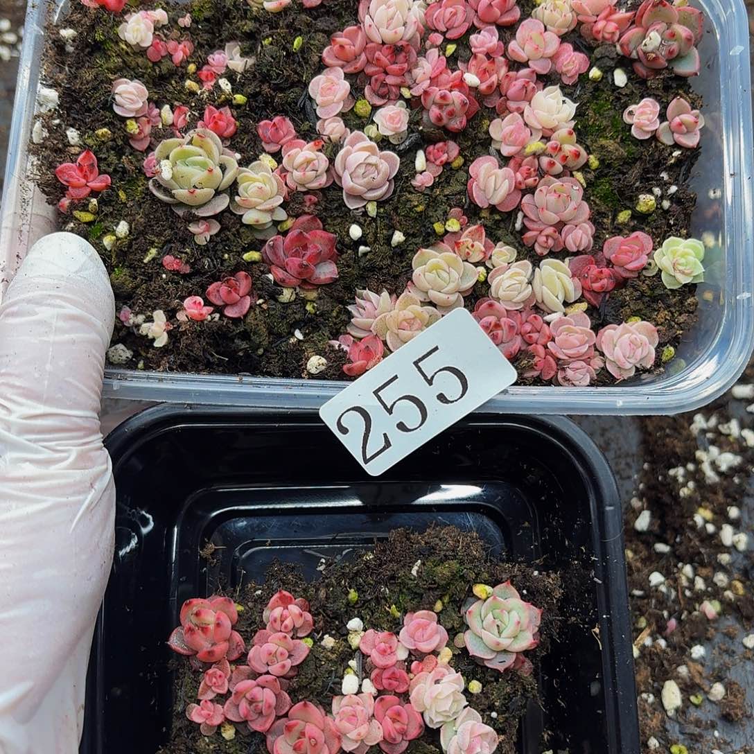 多肉植物多肉植物255