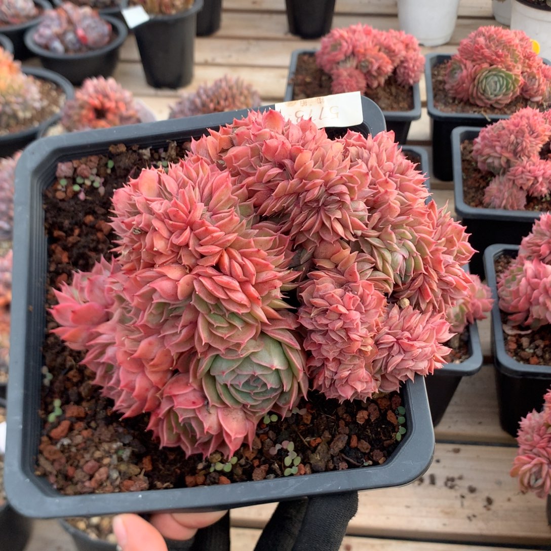 17厘米昂斯诺朵缀 5773