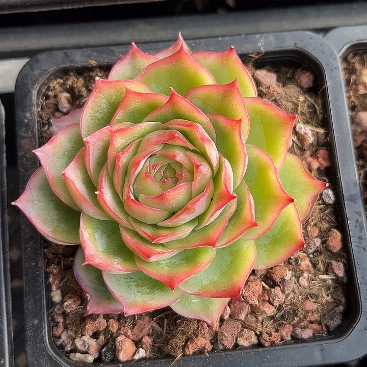 侧影玫瑰锦大多肉植物